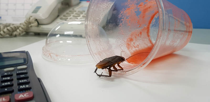 roaches