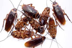 pests control