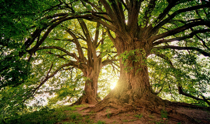 trees