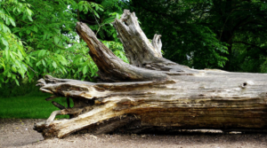 trunk