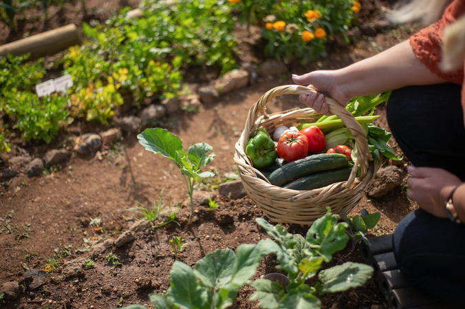 harvest